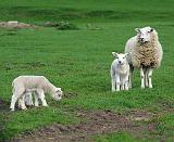 Sheep and lambs 8R87D-14